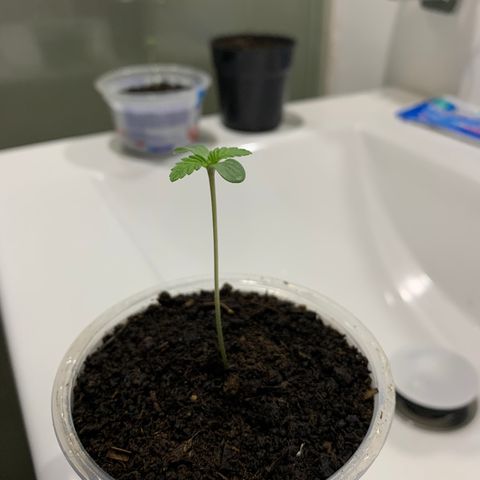 OG Kush growlog photo: 😃