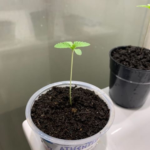 OG Kush growlog timeline photo