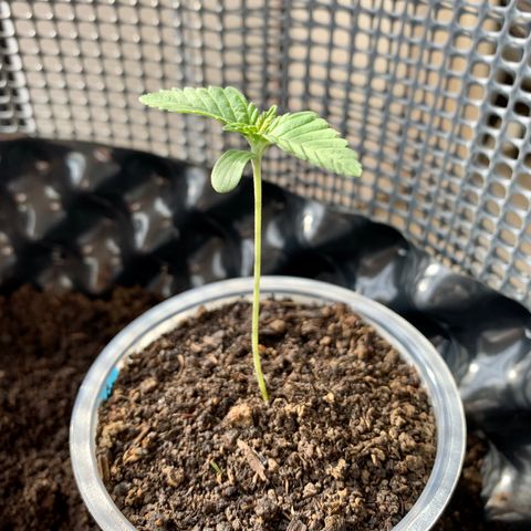 OG Kush growlog timeline photo