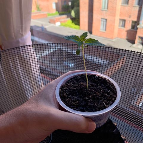 OG Kush growlog timeline photo