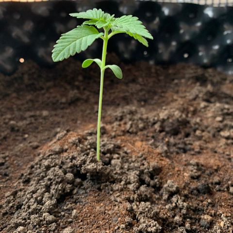 OG Kush growlog timeline photo