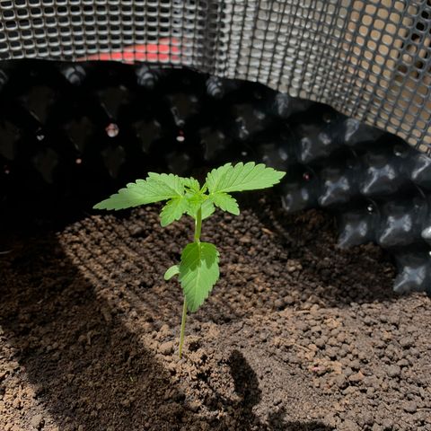 OG Kush growlog timeline photo