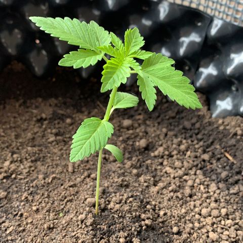 OG Kush growlog timeline photo