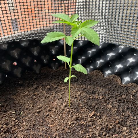 OG Kush growlog photo: ☀️