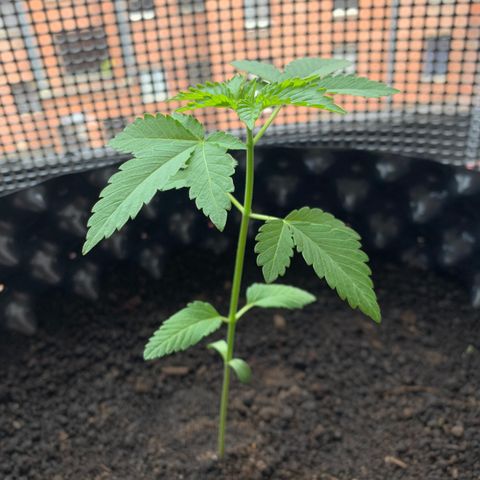 OG Kush growlog timeline photo