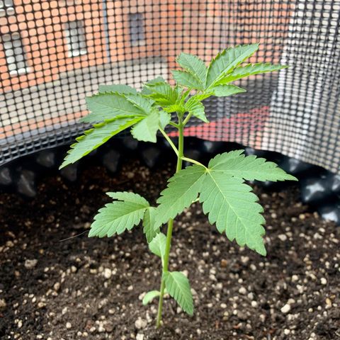 OG Kush growlog timeline photo