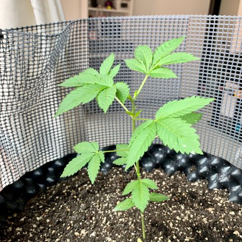 OG Kush growlog timeline photo