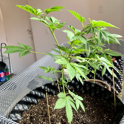 OG Kush growlog timeline photo