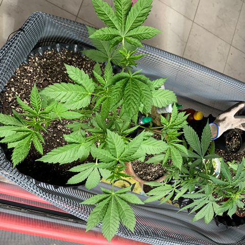 OG Kush growlog timeline photo