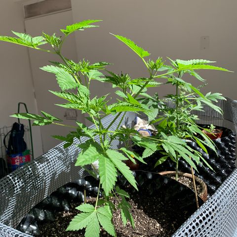 OG Kush growlog timeline photo
