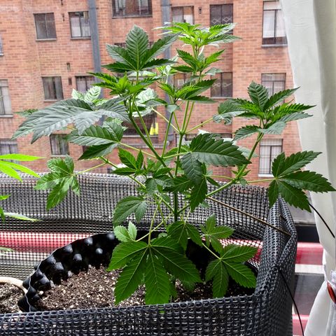 OG Kush growlog timeline photo