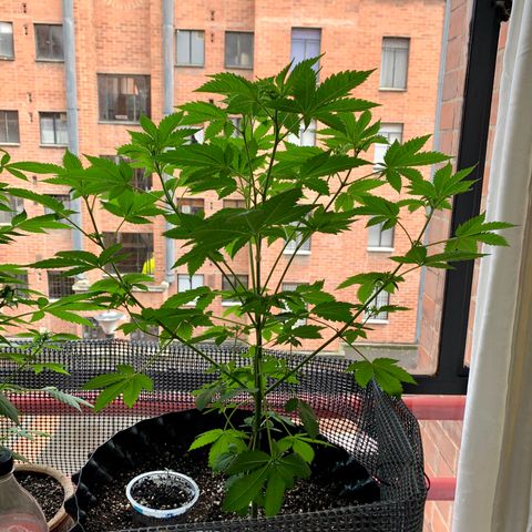 OG Kush growlog timeline photo