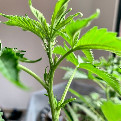 OG Kush growlog timeline photo