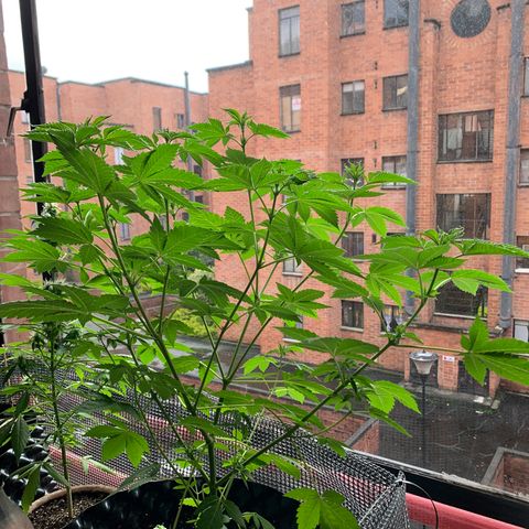 OG Kush growlog timeline photo