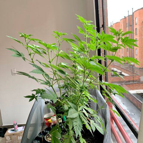 OG Kush growlog timeline photo