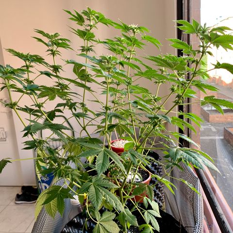 OG Kush growlog timeline photo