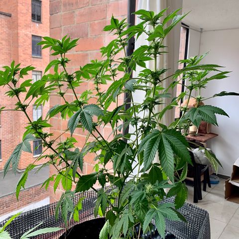 OG Kush growlog timeline photo