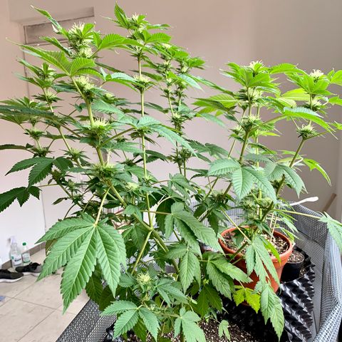 OG Kush growlog timeline photo