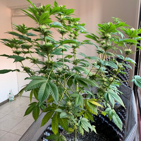OG Kush growlog timeline photo