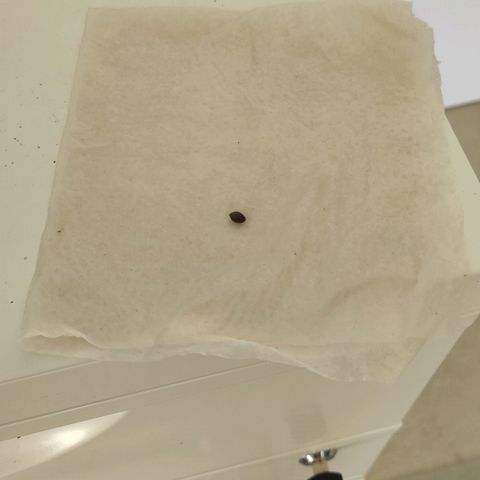 White Widow XXL growlog photo: Wenn dann nach anstupsen auf den Boden sinken, die Samen zwischen feuchtes küchenpapier legen und zuklappen. Jeden Samen weiterhin gut markieren und in einer verschlossenen Plastiktüte an einen dunklen Ort legen