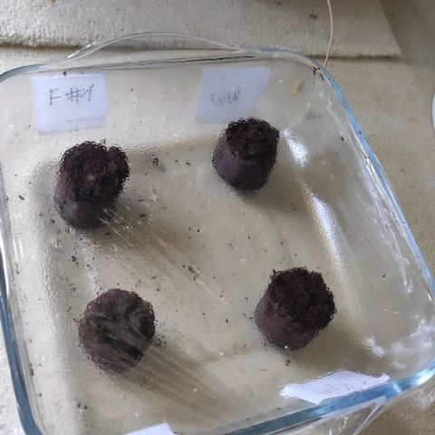 White Widow XXL growlog photo: Wenn die Samen gekeimt sind, torftabletten in lauwarmen Wasser aufquellen lassen, etwas ausdrücken, in der Mitte ein etwas tieferes Loch machen. Samen vorsichtig mit einer Pinzette ohne die Wurzel zu verletzen in den Löchern platzieren, Wurzelspitze nach unten und Loch wieder mit Torf bedecken. Gut markieren und evtl in eine Schale mit Folie abdecken. Folie mehrmals einstechen