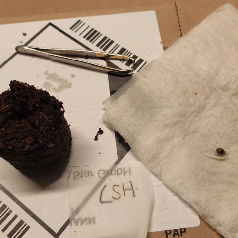 White Widow XXL growlog photo: Wenn die Samen gekeimt sind, torftabletten in lauwarmen Wasser aufquellen lassen, etwas ausdrücken, in der Mitte ein etwas tieferes Loch machen. Samen vorsichtig mit einer Pinzette ohne die Wurzel zu verletzen in den Löchern platzieren, Wurzelspitze nach unten und Loch wieder mit Torf bedecken. Gut markieren und evtl in eine Schale mit Folie abdecken. Folie mehrmals einstechen
