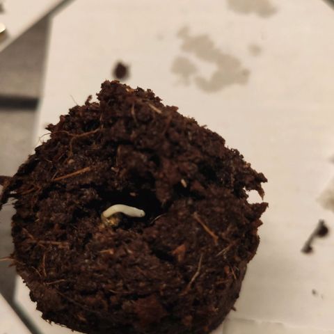 White Widow XXL growlog photo: Wenn die Samen gekeimt sind, torftabletten in lauwarmen Wasser aufquellen lassen, etwas ausdrücken, in der Mitte ein etwas tieferes Loch machen. Samen vorsichtig mit einer Pinzette ohne die Wurzel zu verletzen in den Löchern platzieren, Wurzelspitze nach unten und Loch wieder mit Torf bedecken. Gut markieren und evtl in eine Schale mit Folie abdecken. Folie mehrmals einstechen