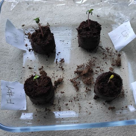 White Widow XXL growlog photo: Alle 4 erfolgreich gekeimt, Transfer in 1l Töpfe mit Cocos 