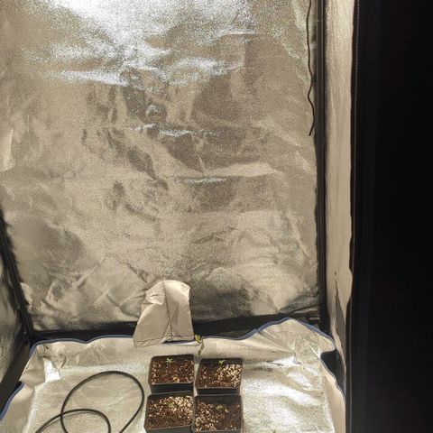 White Widow XXL growlog photo: Nach dem umtopfen 24h Licht, Ventilator alle 30 min für 30 min an, Licht ca 1m über Pflanzen mit ca 60% Leistung