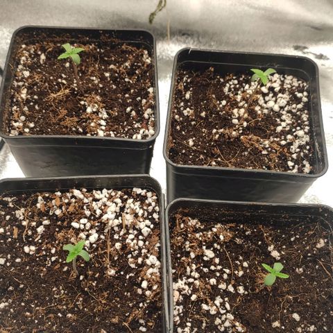 White Widow XXL growlog photo: Nach dem umtopfen 24h Licht, Ventilator alle 30 min für 30 min an, Licht ca 1m über Pflanzen mit ca 60% Leistung