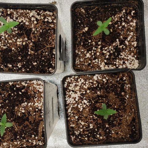 White Widow XXL growlog timeline photo