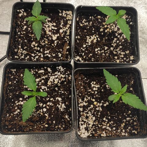White Widow XXL growlog timeline photo