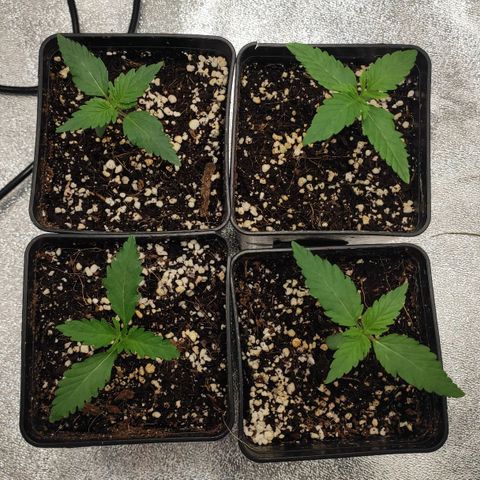 White Widow XXL growlog photo: Oben links ww, oben rechts lsh
Unten links F1, unten rechts b