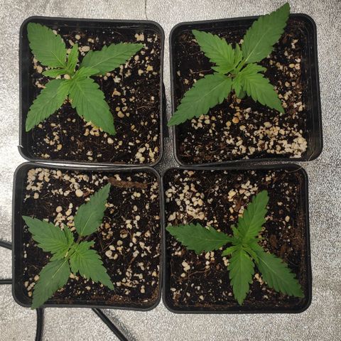 White Widow XXL growlog timeline photo