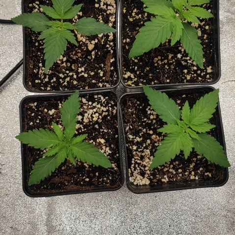 White Widow XXL growlog timeline photo