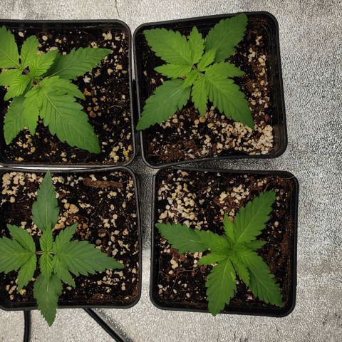 White Widow XXL growlog timeline photo