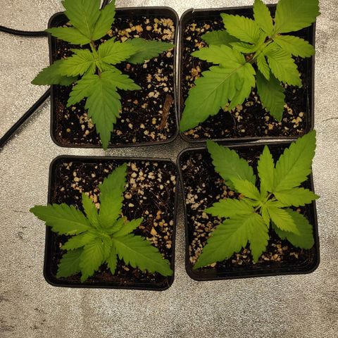 White Widow XXL growlog timeline photo