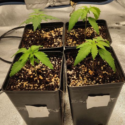White Widow XXL growlog timeline photo