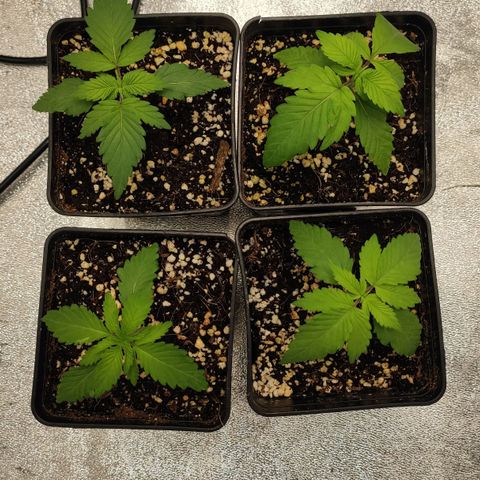 White Widow XXL growlog timeline photo
