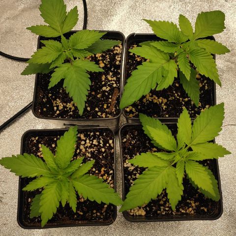 White Widow XXL growlog timeline photo