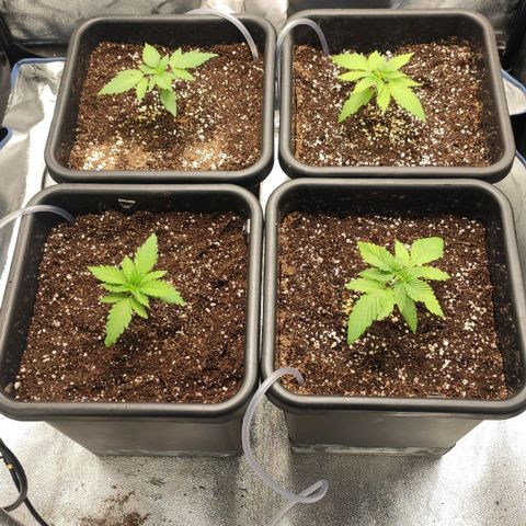 White Widow XXL growlog photo: Umtopfen erfolgreich abgeschlossen!