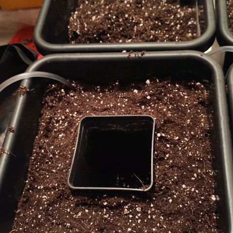 White Widow XXL growlog photo: Umtopfen erfolgreich abgeschlossen!