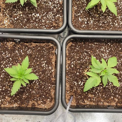 White Widow XXL growlog timeline photo