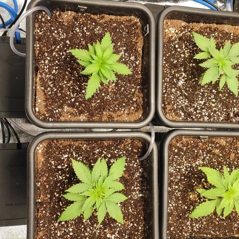 White Widow XXL growlog timeline photo