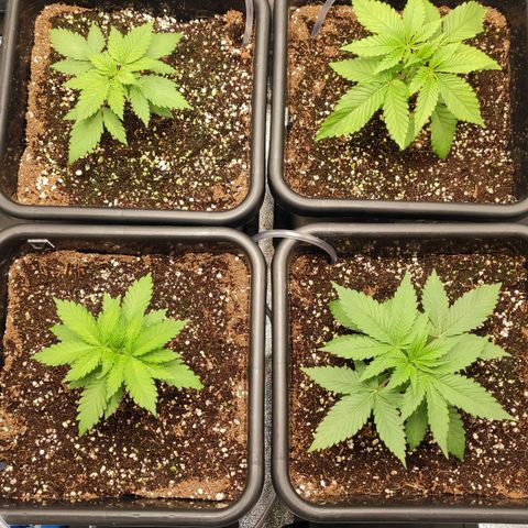 White Widow XXL growlog timeline photo