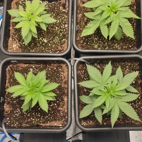 White Widow XXL growlog timeline photo
