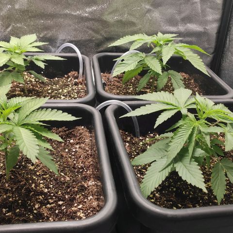 White Widow XXL growlog timeline photo
