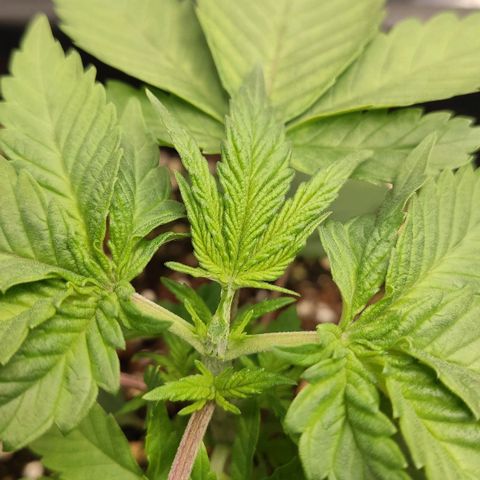 White Widow XXL growlog photo: Pflanze nach der fünften Blattreihe gefimmed 