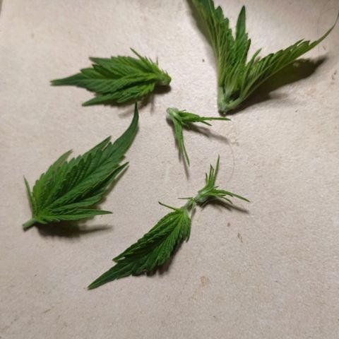 White Widow XXL growlog photo: Tops der Pflanzen nach Beschneidung