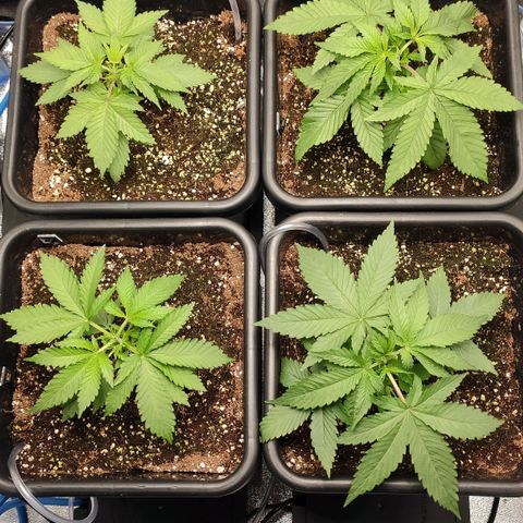 White Widow XXL growlog photo: Gruppenbild nach Beschneidung